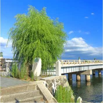 大橋川沿いの柳と松江大橋