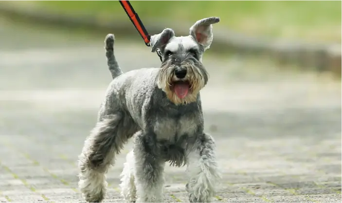 散歩中の犬